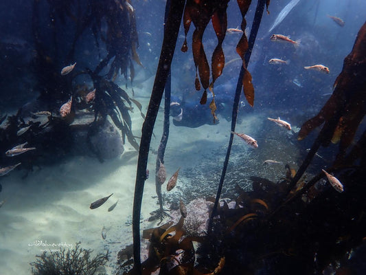 Advanced Kelp Forest Snorkel Foraging Experience & Wild Food Picnic