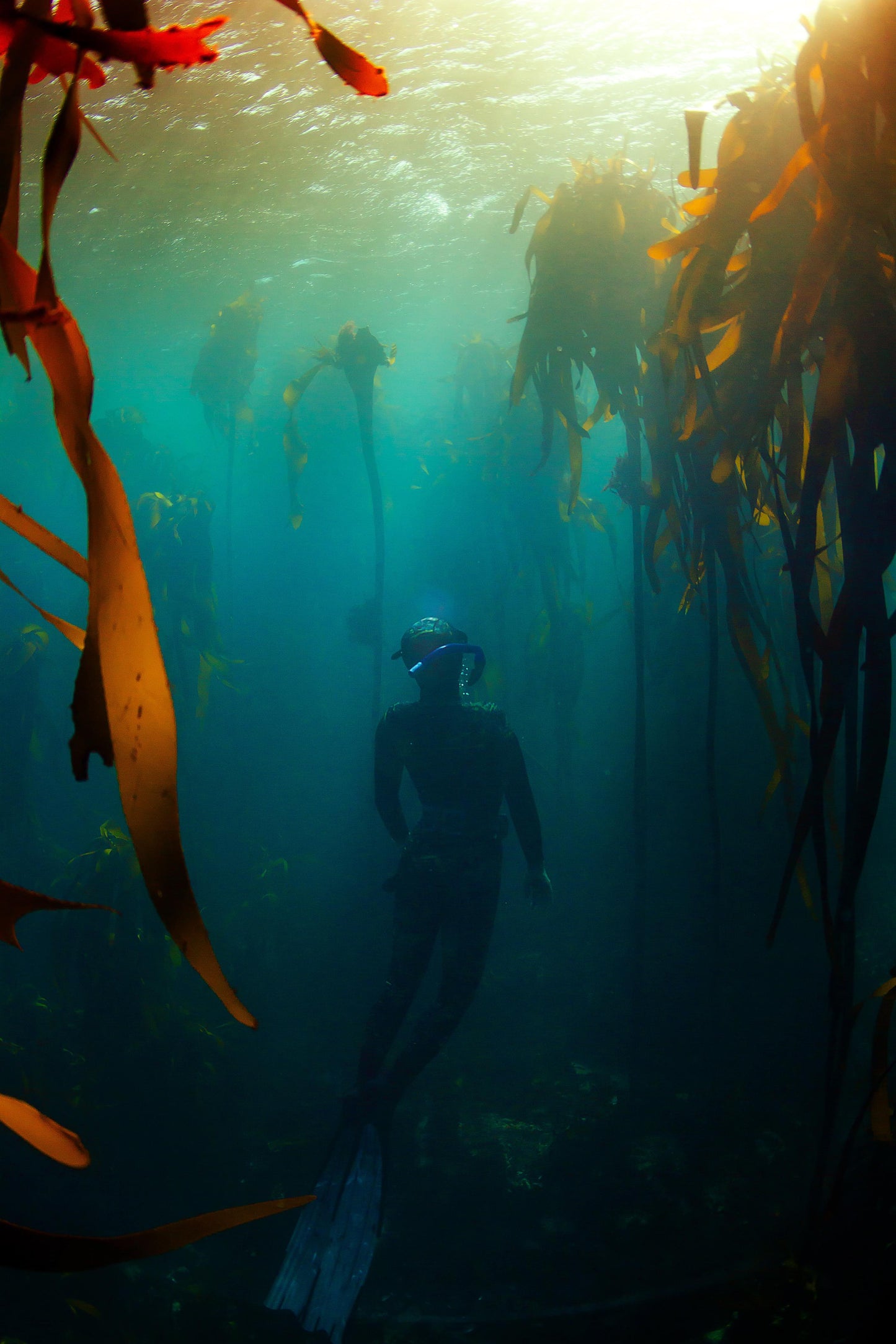 Half Day Ocean & Wellness Immersion