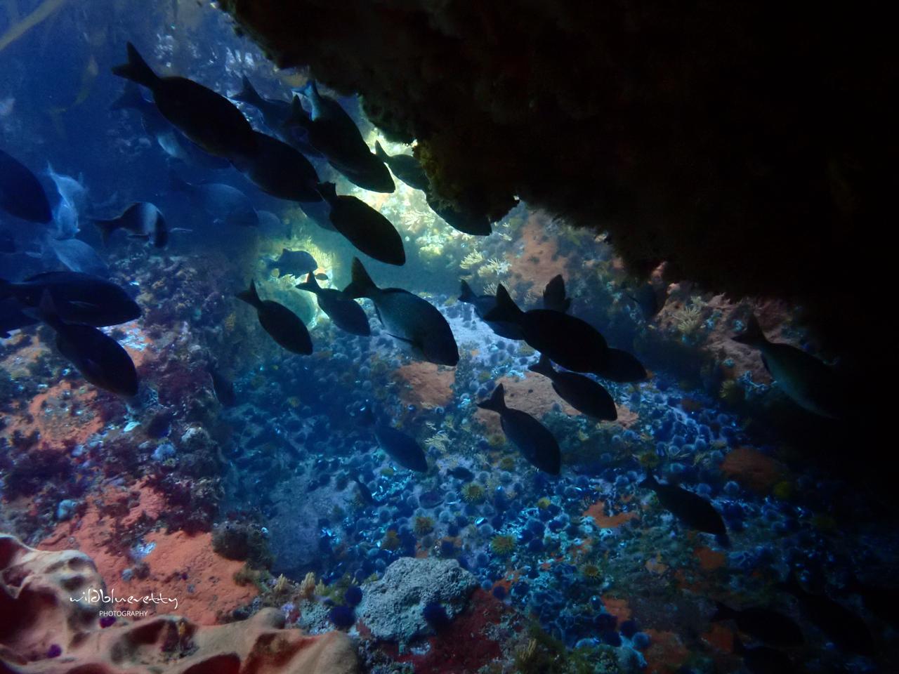 Full Day Ocean Wellness Immersion