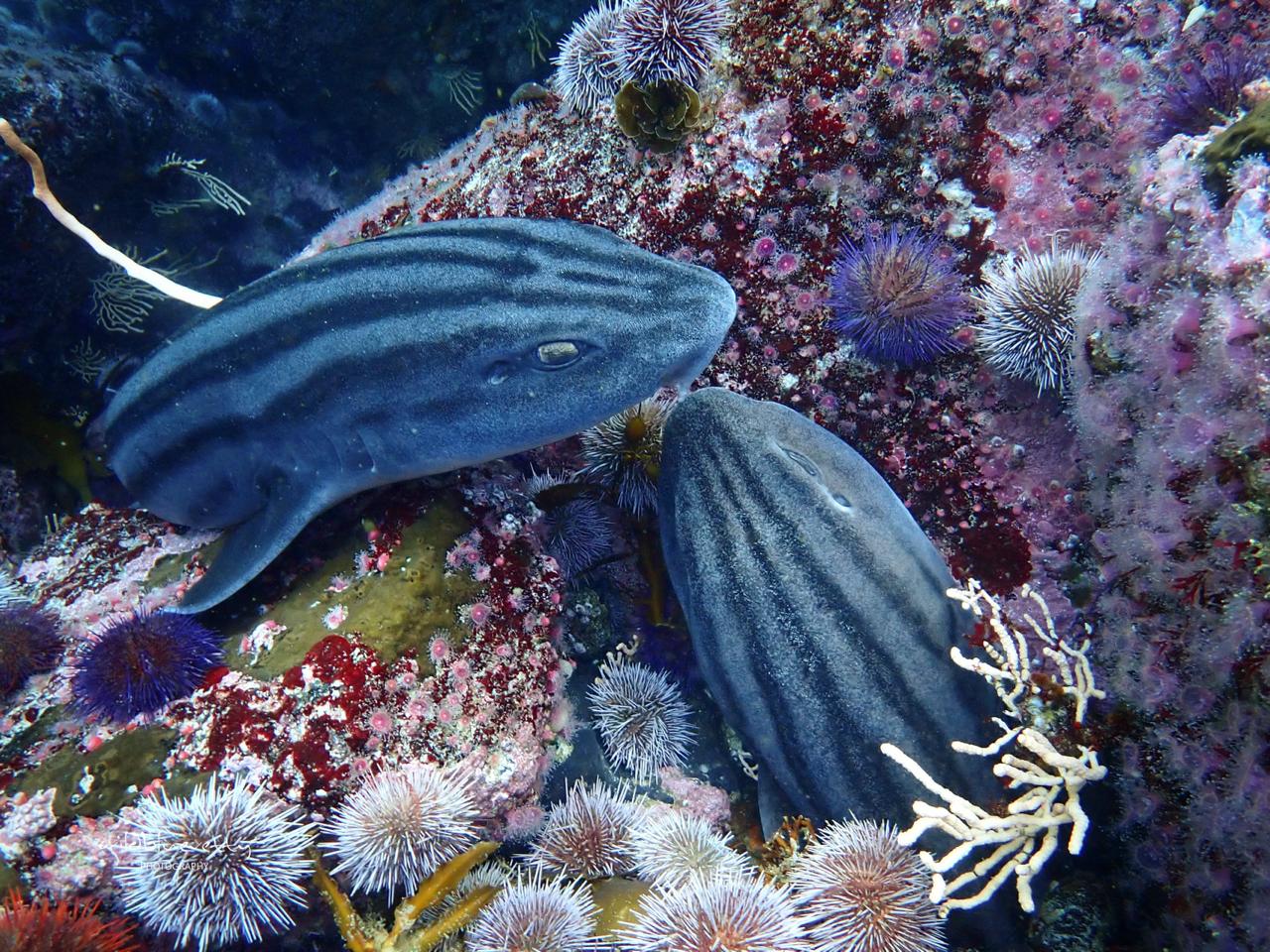 Full Day Ocean Wellness Immersion