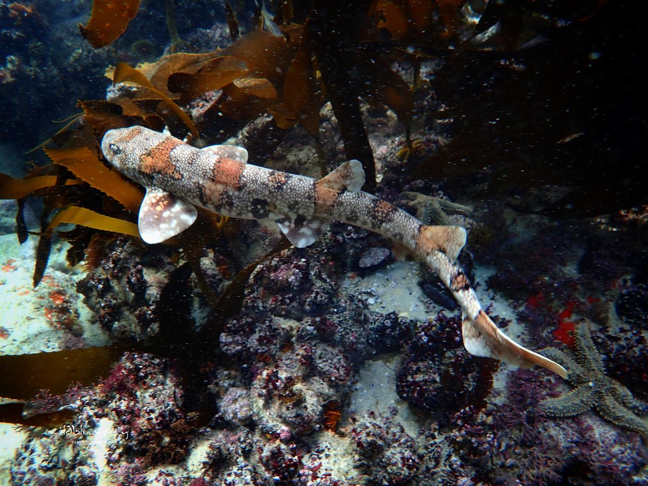 Wild Within Snorkelling Experience